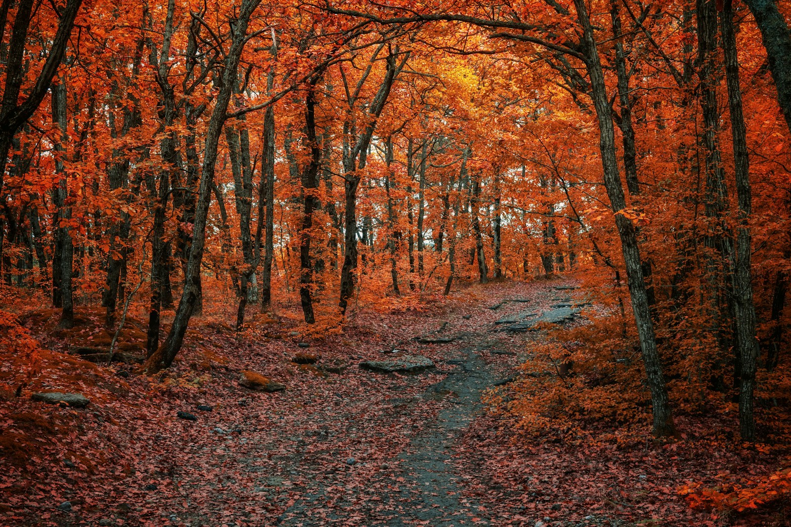 Colorful autumn forest with red and golden fall leaves